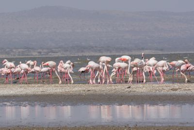  dsc1108 2 flamingosaethiopien
